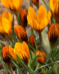 Orange Crocus Flower seeds for Planting Vibrant Colors Heirloom & GMO Free Seeds for Home Garden