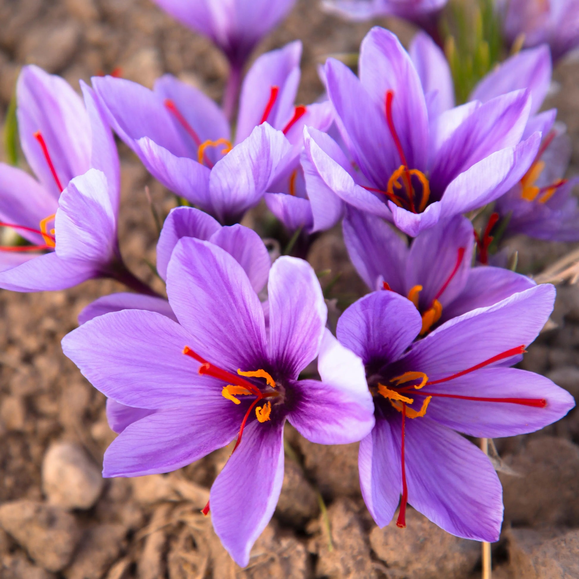 Sativus Flower Seeds Collection for Planting  Seed for Vibrant and Colorful Blooms, Ideal for Garden Beautification
