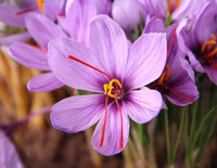 Sativus Flower Seeds Collection for Planting  Seed for Vibrant and Colorful Blooms, Ideal for Garden Beautification