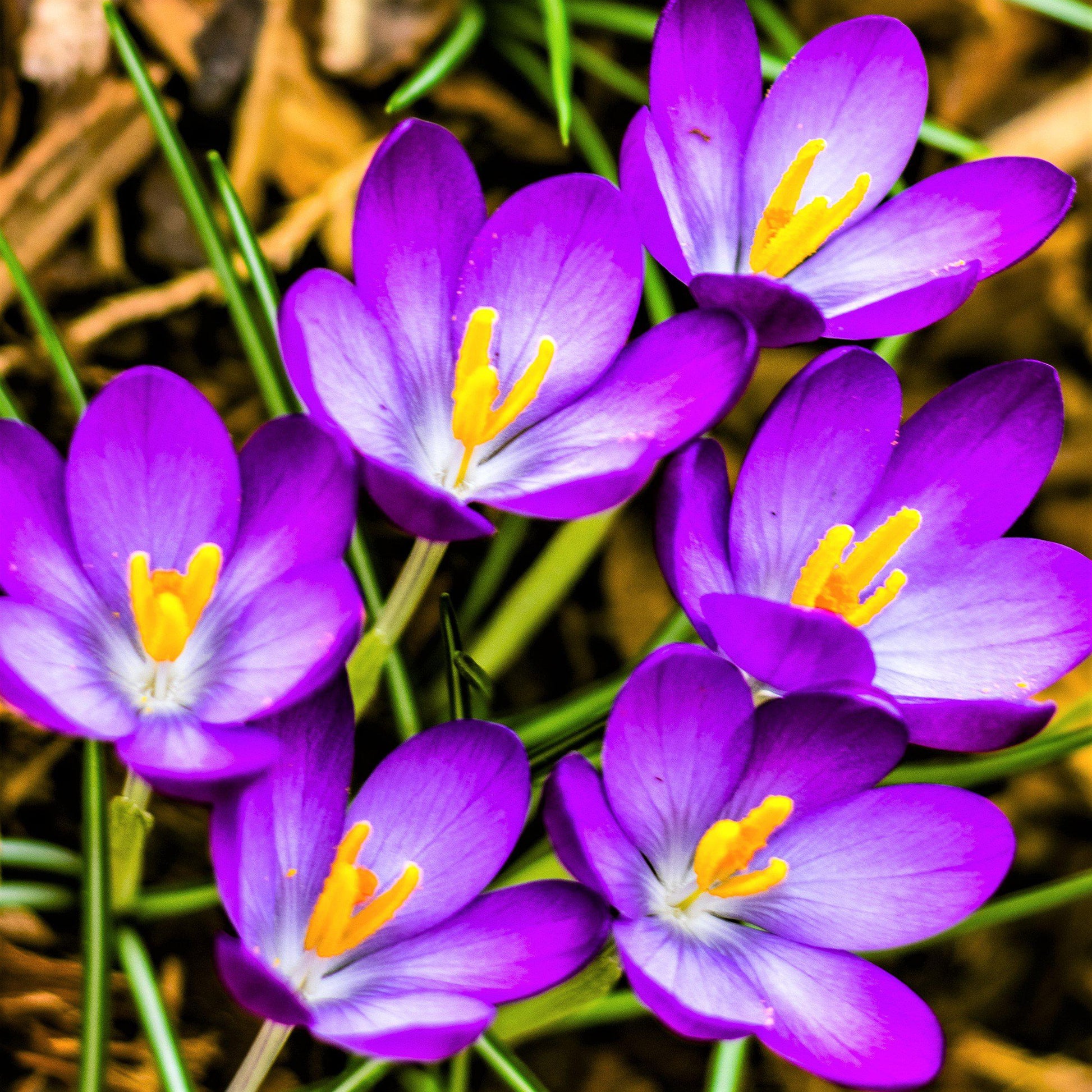 Crocus Flower seeds for Planting Cut Flower Favorite Heirloom & GMO Free Seeds for Home Garden