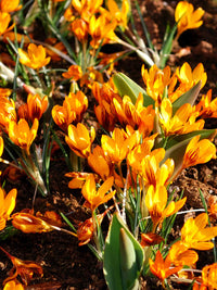 Orange (Orange Brown) seeds for planting in home garden
