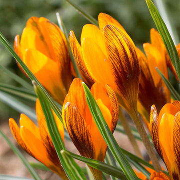 Orange Brown Crocus Flower seeds for Planting Hardy Variety Heirloom & GMO Free Seeds for Home Garden