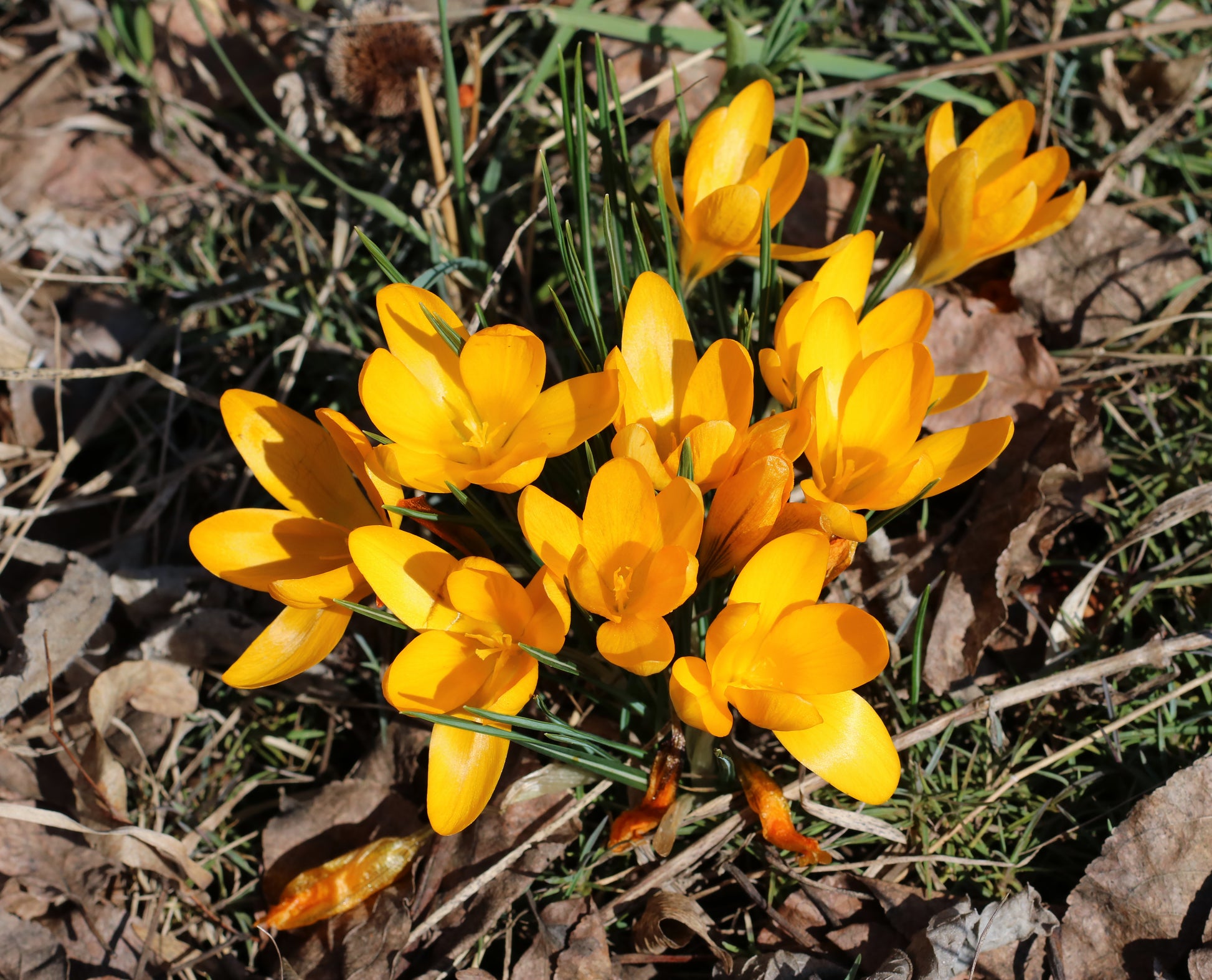 Yellow Crocus Flower seeds for Planting Perfect for Borders Heirloom & GMO Free Seeds for Home Garden 
 
 Sale