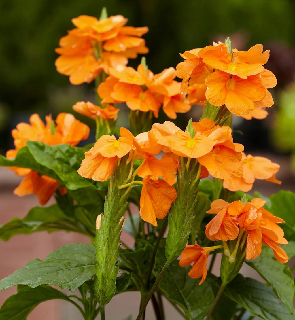 Firecracker Flower seeds for Planting - Vibrant Colors, Heirloom & GMO Free Seeds for Home Garden