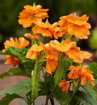 Firecracker Flower seeds for Planting - Vibrant Colors, Heirloom & GMO Free Seeds for Home Garden