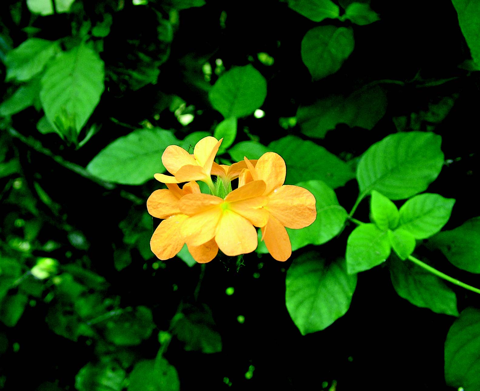 Crossandra Seeds - Yellow Splash - Firecracker Flower - Very Rare