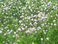 Vetch Coronilla Flower seeds for Planting Seasonal Bloomer Heirloom & GMO Free Seeds for Home Garden
 
 Sale