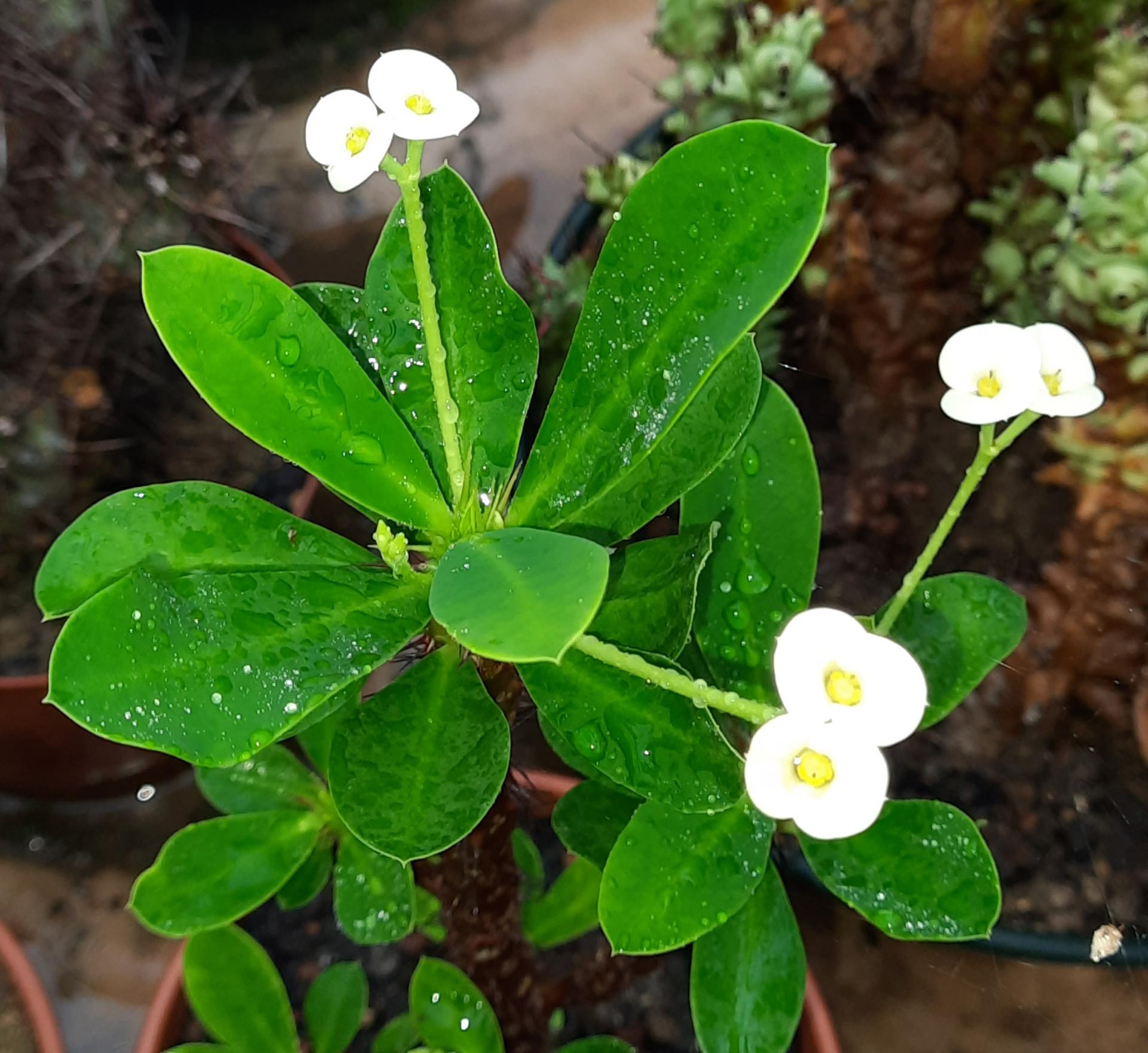 Crown of Thorns White Bloom Seeds

