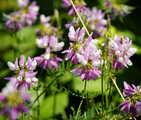 Vetch Coronilla Flower seeds for Planting Seasonal Bloomer Heirloom & GMO Free Seeds for Home Garden
 
 Sale seeds for home garden planting