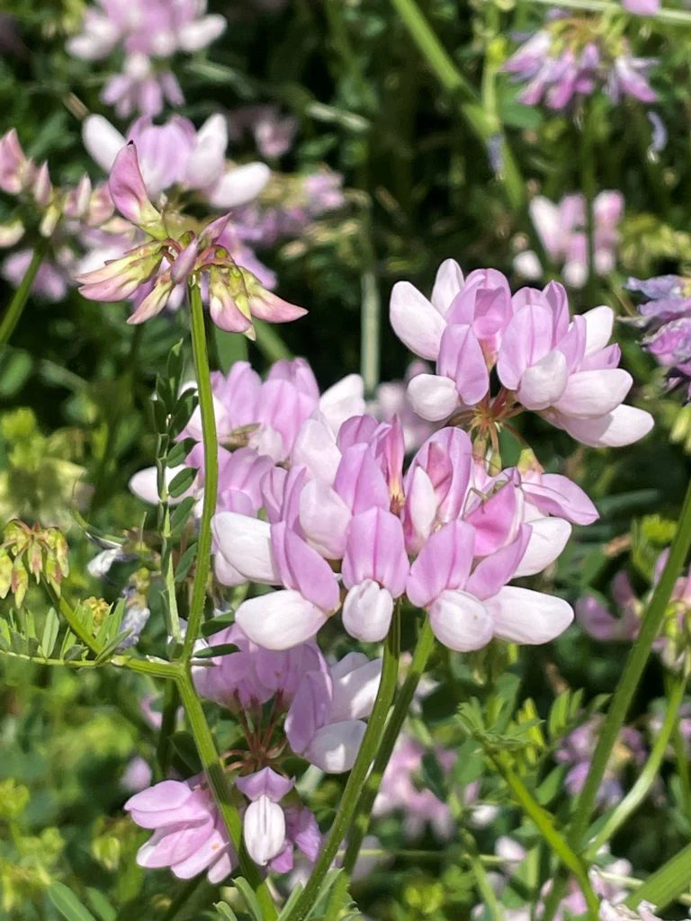 Crown Vetch Pink Flower seeds for Planting - Vibrant Colors, Heirloom & GMO Free Seeds for Home Garden