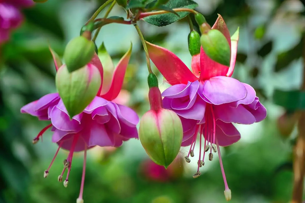 Baby Pink Double Petals Fuchsia Flower Seeds for Planting Long Bloom Season Heirloom & GMO Free Seeds for Home Garden
 
 Sale
