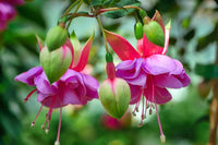 Baby Pink Double Petals Fuchsia Flower Seeds for Planting Long Bloom Season Heirloom & GMO Free Seeds for Home Garden
 
 Sale
