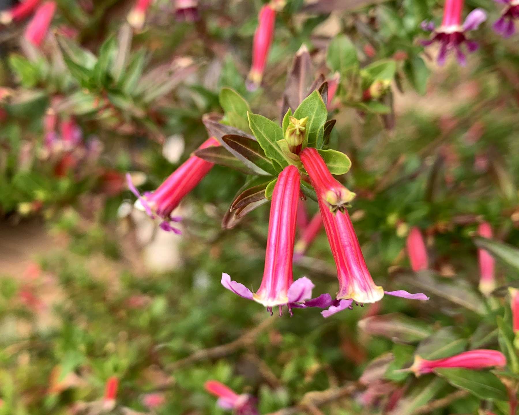 Cuphea Ignea Rose Flower Seeds for Planting in Flower Bed