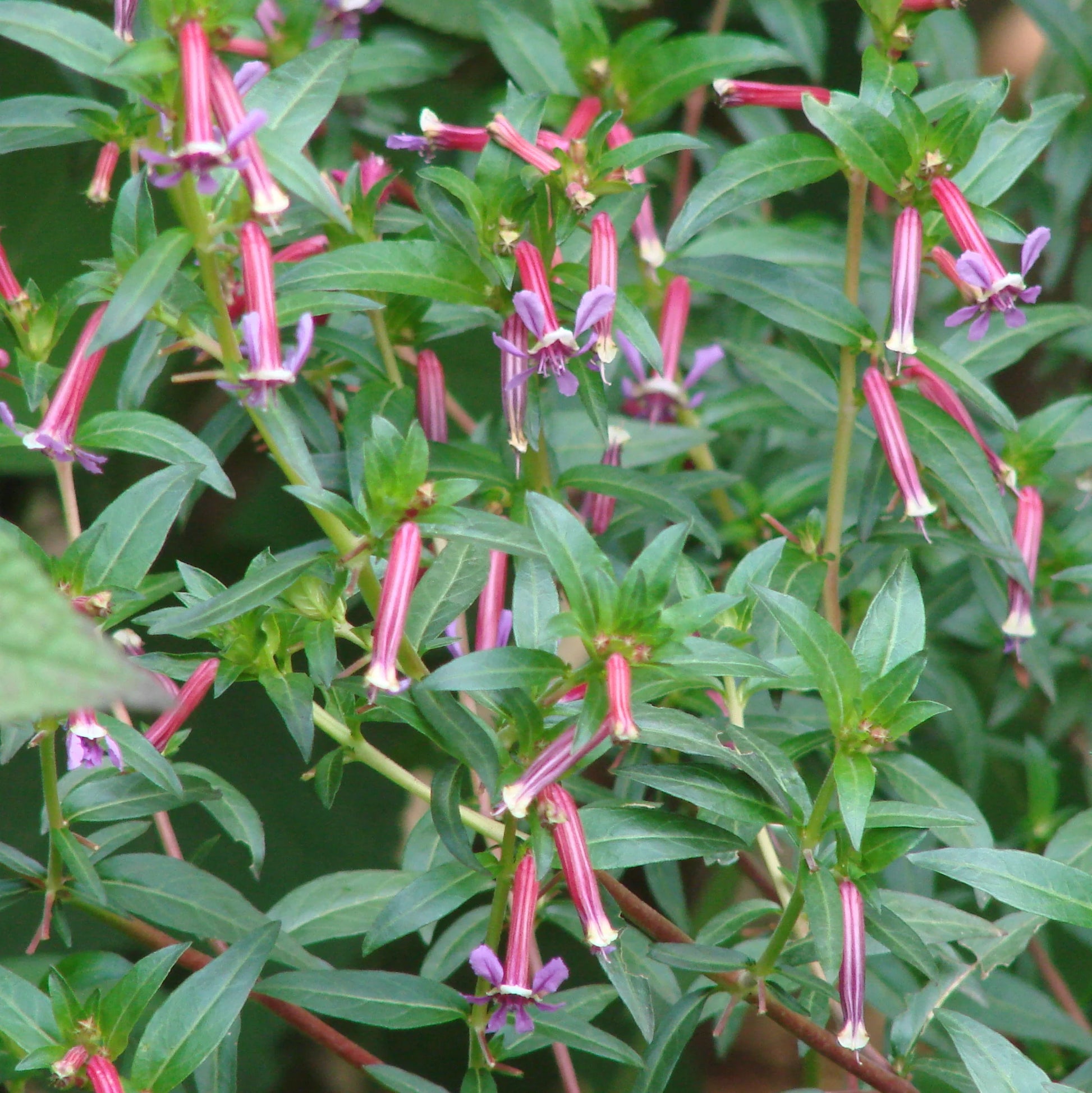 Cuphea Ignea Rose Flower Seeds for Planting in Flower Bed