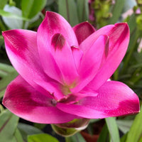 Pink Rhizoma Curcuma Flower seeds for Planting Shade Tolerant Heirloom & GMO Free Seeds for Home Garden 
 
 Sale