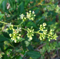 Green Toddalia Flower seeds for Planting - Sun Loving, Heirloom & GMO Free Seeds for Home Garden