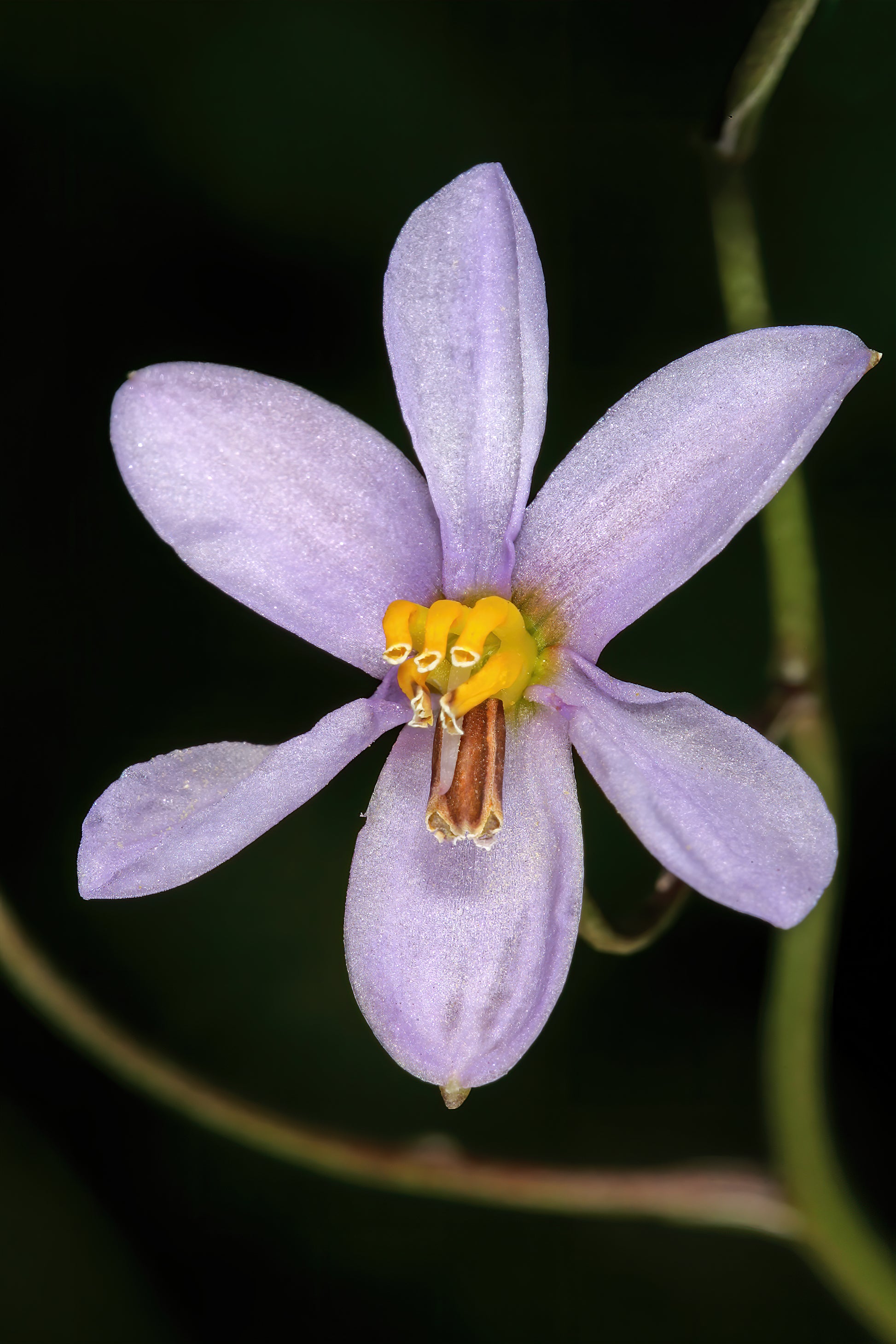 Cyanella Flower seeds for Planting Perfect for Borders Heirloom & GMO Free Seeds for Home Garden 
 
 Sale