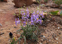 Cyanella Flower seeds for Planting Perfect for Borders Heirloom & GMO Free Seeds for Home Garden 
 
 Sale