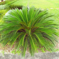 Cycas Flower seeds for Planting - Premium Quality, Heirloom & GMO Free Seeds for Home Garden
