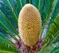 Cycas Flower seeds for Planting - Premium Quality, Heirloom & GMO Free Seeds for Home Garden