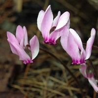 Pale Pink Cyclamen Flower seeds for Planting - Shade Tolerant, Heirloom & GMO Free Seeds for Home Garden