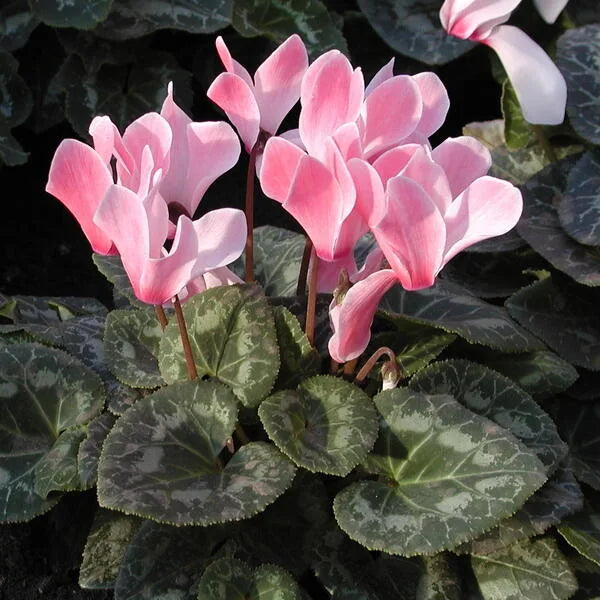 Persicum Flower seeds for Planting - Fragrant Blossoms, Heirloom & GMO Free Seeds for Home Garden