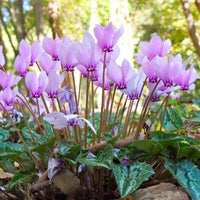 Pale Pink Cyclamen Flower seeds for Planting - Shade Tolerant, Heirloom & GMO Free Seeds for Home Garden