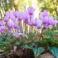 Lavender Cyclamen Flower seeds for Planting - Fragrant Blossoms, Heirloom & GMO Free Seeds for Home Garden