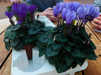 Blue Cyclamen Flower seeds for Planting Compact Growth Heirloom & GMO Free Seeds for Home Garden 
 
 Sale