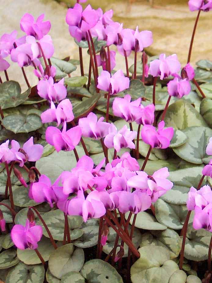 Cyclamen Light Pink Flower seeds for Planting - Garden Favorite, Heirloom & GMO Free Seeds for Home Garden