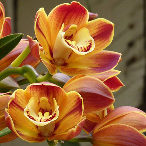 Orange Butterfly Orchid Flower seeds for Planting - Seasonal Bloomer, Heirloom & GMO Free Seeds for Home Garden