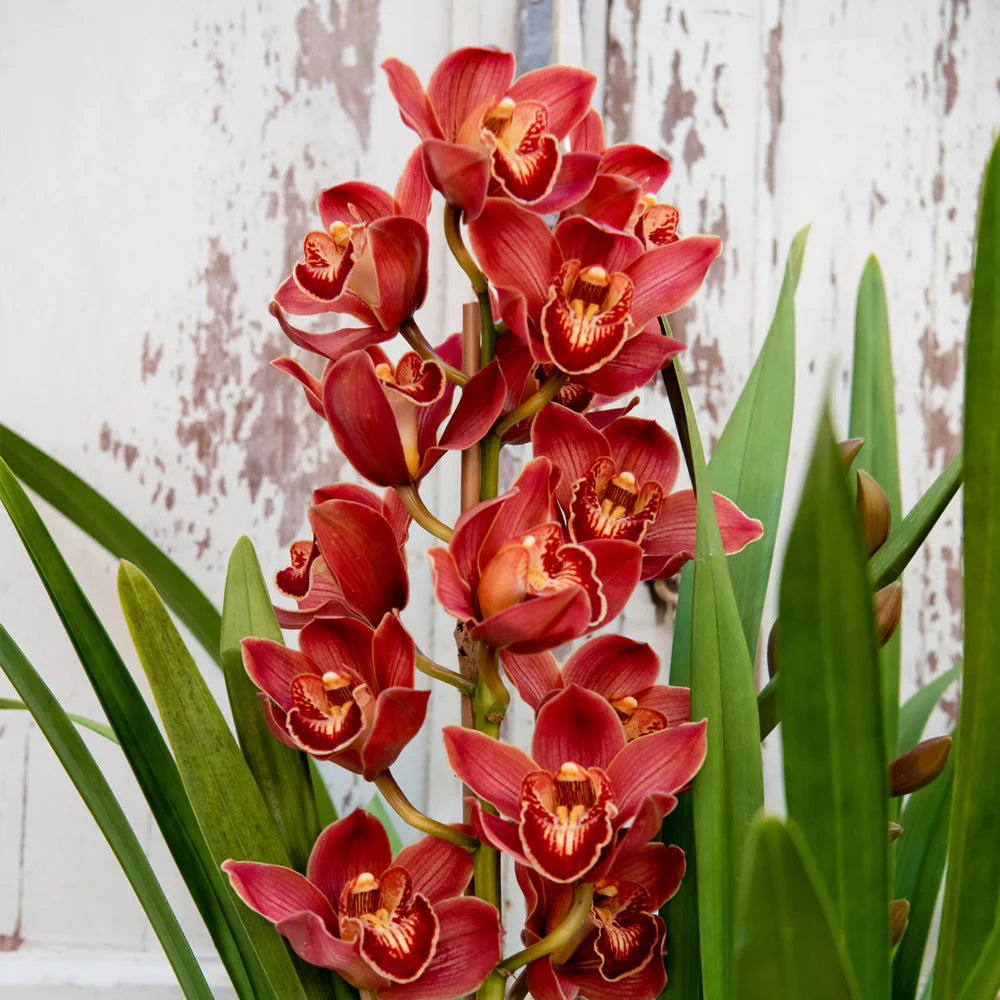 Cymbidium Flower seeds for Planting Hardy Variety Heirloom & GMO Free Seeds for Home Garden