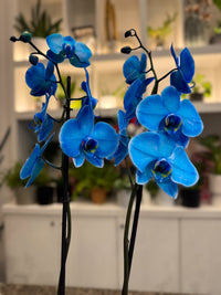 Phalaenopsis Bonsai Orchid Flower Seeds