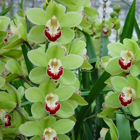 Light Green Cymbidium Orchid Flower seeds for Planting - Cut Flower Favorite, Heirloom & GMO Free Seeds for Home Garden