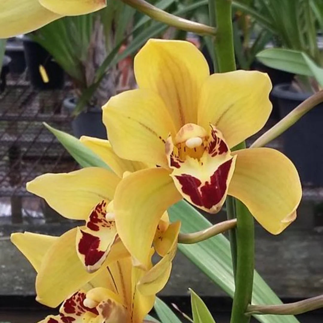 Heirloom Cymbidium Orchid Flower seeds for Planting Seasonal Bloomer Heirloom & GMO Free Seeds for Home Garden