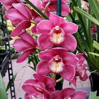 Cymbidium Flower seeds for Planting - Long Bloom Season, Heirloom & GMO Free Seeds for Home Garden