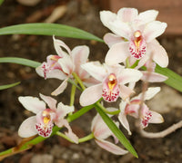 Mixed Cymbidium Orchid Flower seeds for Planting - Colorful Display, Heirloom & GMO Free Seeds for Home Garden