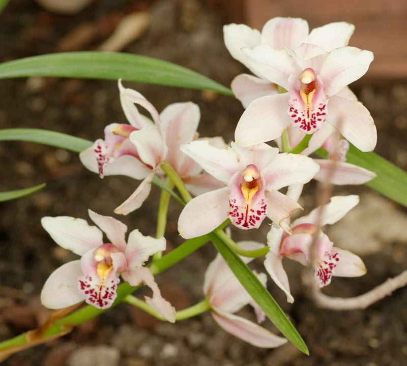 Mixed Cymbidium Orchid Flower seeds for Planting - Colorful Display, Heirloom & GMO Free Seeds for Home Garden