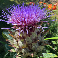 Cynara Flower seeds for Planting Compact Growth Heirloom & GMO Free Seeds for Home Garden