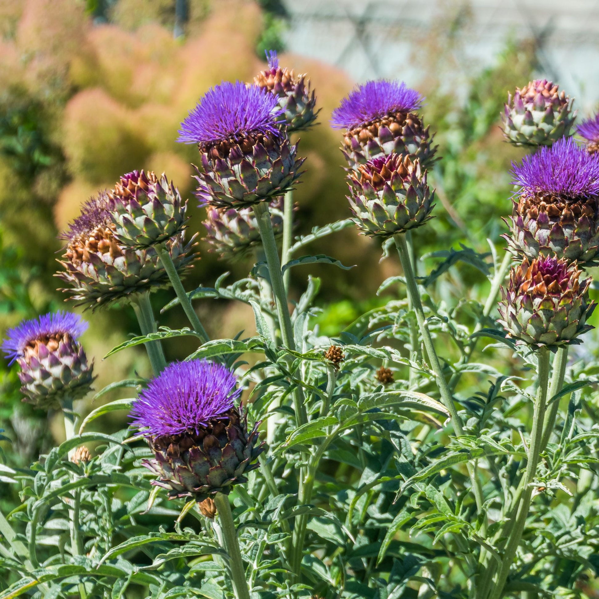 Cynara Flower seeds for Planting - Hardy Variety, Heirloom & GMO Free Seeds for Home Garden