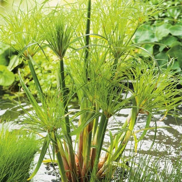 Egyptian Papyrus Flower seeds for Planting - Seasonal Bloomer, Heirloom & GMO Free Seeds for Home Garden