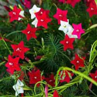 Red Cypress Flower seeds for Planting - Long Bloom Season, Heirloom & GMO Free Seeds for Home Garden