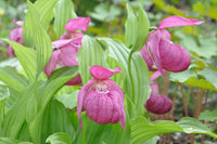 Purple Cypripedium Macranthos Flower seeds for Planting Wildflower Mix Heirloom & GMO Free Seeds for Home Garden
 
 Sale