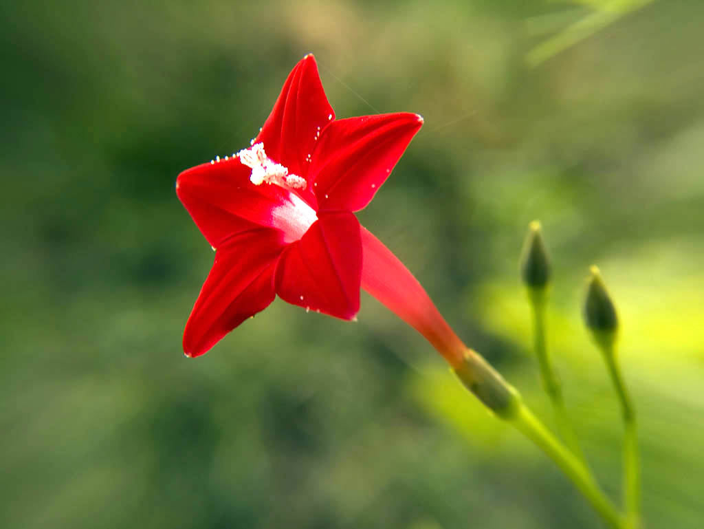 Cardinal Climber Flower Seeds – Fast-Growing Red Blooming Vines