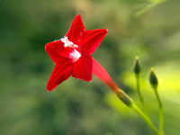Cardinal Climber Flower Seeds – Fast-Growing Red Blooming Vines