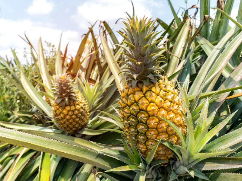 Pineapple Seeds for Planting Grow Your Own Pineapple Fruits