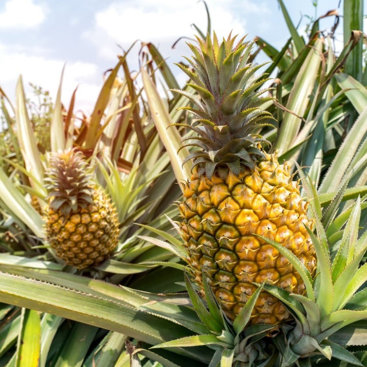 Pineapple Fruit Seeds for Planting