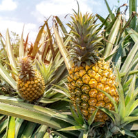 Pineapple Fruit Seeds for Planting
