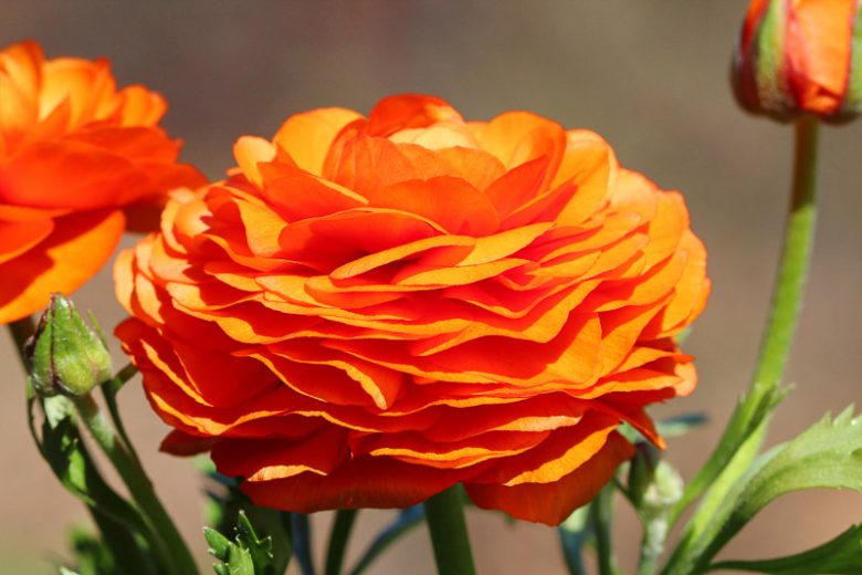 Persian Buttercup Flower seeds for Planting - Drought Tolerant, Heirloom & GMO Free Seeds for Home Garden