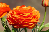 Persian Buttercup Flower seeds for Planting - Drought Tolerant, Heirloom & GMO Free Seeds for Home Garden